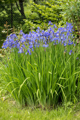 Blue flowers Iris versicolor beautifully blooming in the garden