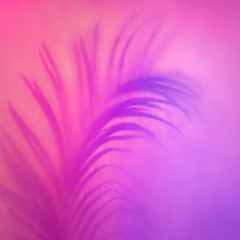 Tropical palm leaf shadow in trendy duotone neon backlight. Abstract backdrop in purple colors