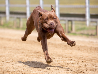 Ein freigestellter brauner Boxer im Sprung bei einem Hunderennen