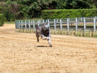 Ein freigestellter flauschiger kleiner grauer Hund nimt am JederHundRennnen teil