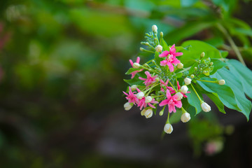 Pink flowers, red flowers close up in natural background, flowers of thailand