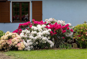 Fototapeta na wymiar Blooming colorful flowers of Rhodenron. A great decoration for any garden