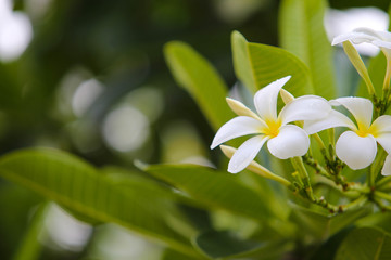 Close-up white frangipani tropical flower, plumeria flower blooming on tree, spa flower in soft dim...