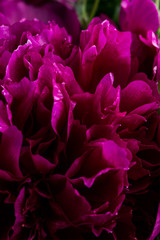 Smooth peony petals macro still with pink and purple colours 