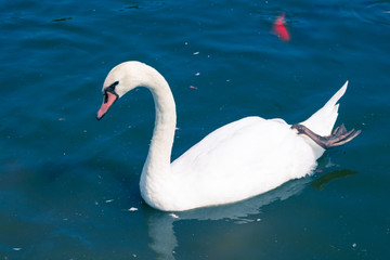 Elegant bird swan flowing on pond water surface