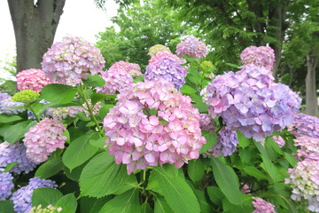Fototapeta premium 公園に咲く紫陽花