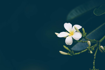 Close-up white frangipani tropical flower, plumeria flower blooming on tree, spa flower in soft dim...