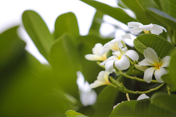 Fototapeta premium Close-up white frangipani tropical flower, plumeria flower blooming on tree, spa flower in soft dim light is beautiful natural background vintage style