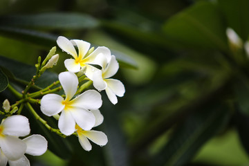 Naklejka na ściany i meble Close-up white frangipani tropical flower, plumeria flower blooming on tree, spa flower in soft dim light is beautiful natural background vintage style