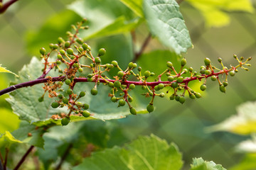 Green unripe grapes and leaves at vineyard