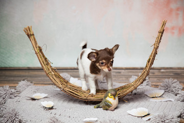 süßer Hundewelpe