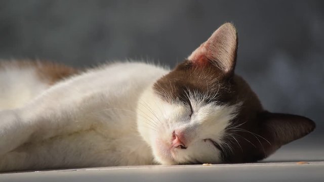 cute cat sleeping on floor with soft sunlight in the morning
