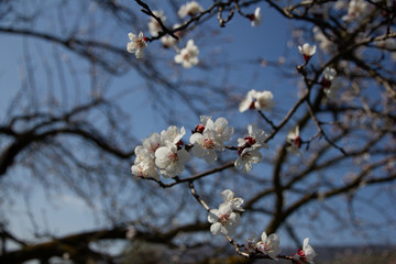 Marillenblüte Wachau