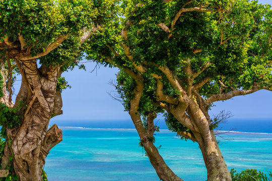 ガジュマルの木と沖縄の海 Stock Photo | Adobe Stock