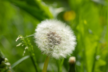 White fluffy dandelion flower on blurred green meadow background. 