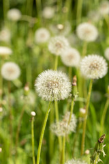 White fluffy dandelion flowers on green summer meadow.  