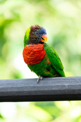 Portrait of a Rainbow lorikeet. It is a species of parrot.