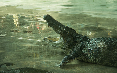 Crocodile in a farm