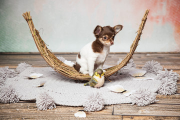interessierter Hund