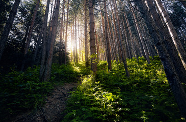 Fototapety na wymiar - Fototapeta24.pl