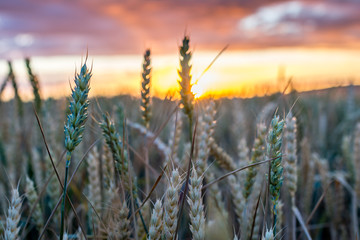 Ears of wheat gilded by the sun