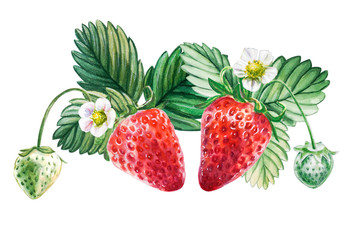 Watercolor red juicy strawberries with leaves and flower. Food background, painted bright composition. Hand drawn food illustration. Fruit print. Summer sweet fruits and berries.