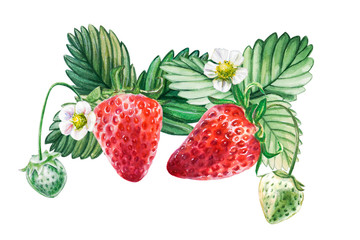 Watercolor red juicy strawberries with leaves and flower. Food background, painted bright composition. Hand drawn food illustration. Fruit print. Summer sweet fruits and berries.