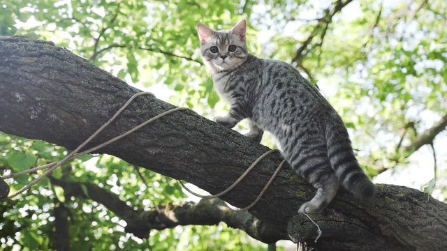 Scottish cat color Whiskas sitting on a tree branch among nature. Slow motion