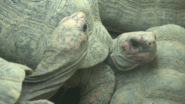 The Red-footed tortoises, Chelonoidis carbonarius, piled up on top of each other, 4K