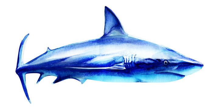 Ocean great white shark in the deep blue water, side view, big fish predator, hand drawn watercolor illustration on white background