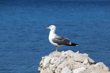 A sea gull sits on rocks near the shore