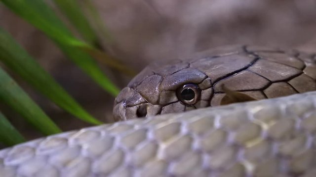 King cobra sliding on ground close up