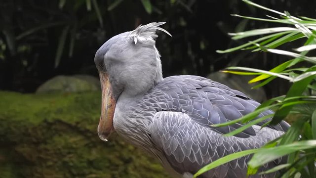 single shoebill in rainforest close up
