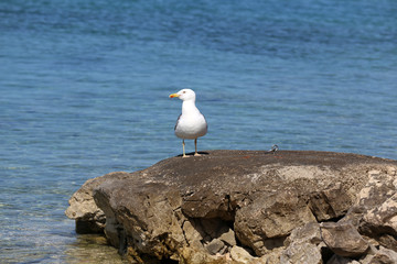 A sea gull sits on rocks near the shore