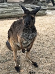 Fototapeta premium Kangaroo in Australia