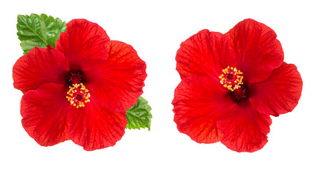 Hibiscus flower head isolated white background red blossom