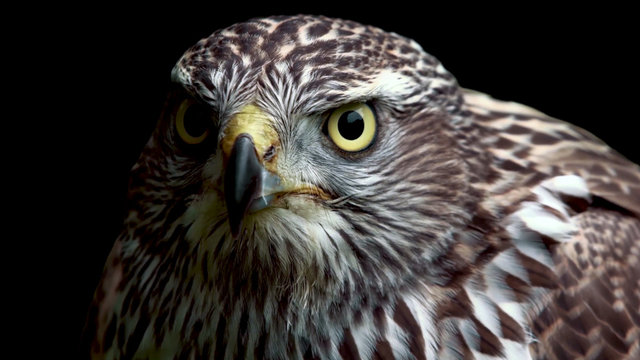 Hawk close-up on black background