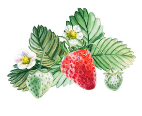 Watercolor red juicy strawberry with leaves and flower. Food background, painted bright composition. Hand drawn food illustration. Fruit print. Summer sweet fruits and berries.