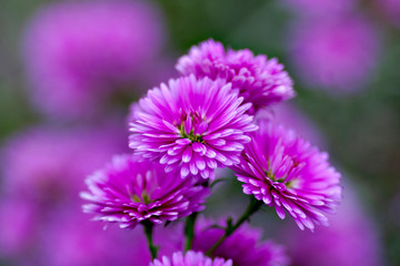 Fototapeta premium Aster in full bloom in Vietnam