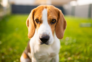 Adorable beagle dog sits on green lawn in garden in summer