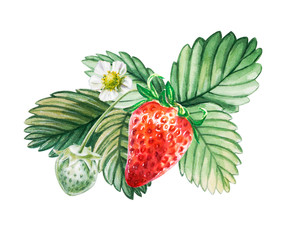 Watercolor red juicy strawberry with leaves and flower. Food background, painted bright composition. Hand drawn food illustration. Fruit print. Summer sweet fruits and berries.