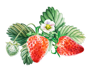 Watercolor red juicy strawberries with leaves and flower. Food background, painted bright composition. Hand drawn food illustration. Fruit print. Summer sweet fruits and berries.