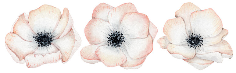 Aquarell Anemonenrosenblumenillustration lokalisiert auf dem weißen Hintergrund © EvgeniiasArt