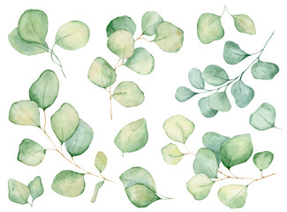 Watercolor eucalyptus leaves illustration isolated on the white background © EvgeniiasArt
