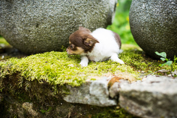 kleiner Chihuahuawelpe