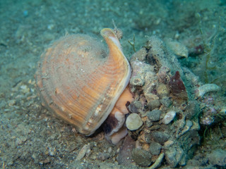 The spiny bonnet or helmet shell (Galeodea echinophora f. adriatica) live slug in house of sea snail. Sea shell with twisted canal from Adriatic or Mediterranean Sea – Slovenia, Croatia, Greece or Spa
