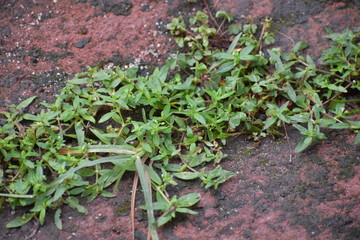 green grass with water drops in the early morning