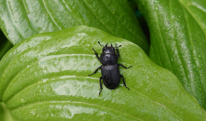Fototapeta premium A black deer beetle crawling on a green wet leaf