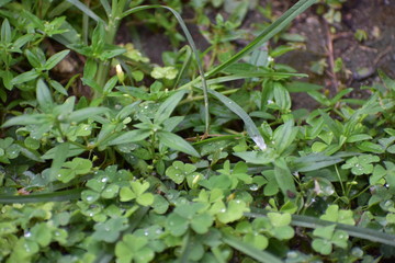 green grass with water drops in the early morning