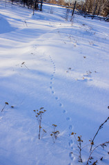 Bunny tracks in white snow in the forest. Winter in Russia.